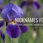 Nickname for Iris